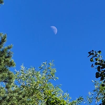 A half-moon is visible in a clear blue sky, positioned in the upper right quadrant of the image. In the foreground, the tops of green trees with sparse leaves frame the sky from the bottom left and right sides of the image. The image appears to be taken outdoors, likely during the daytime. No people or specific man-made structures are visible in the scene, suggesting a natural or semi-natural environment.