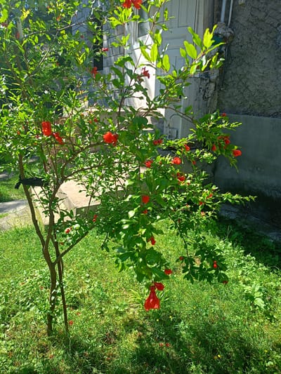 A pomegranate tree with bright red flowers and green leaves stands in a grassy yard in front of a building. The building appears to be made of concrete blocks and has a white door and windows. There is a concrete staircase leading up to the building. The yard is covered in green grass and some smaller plants. The sun is shining brightly, casting shadows on the ground. The scene is calm and peaceful, with no people visible. The location is identified as Avtury, Russia.