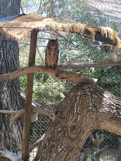 The image shows a medium-sized owl perched on a tree branch. The owl is facing the camera and appears to be a Great Horned Owl, with prominent ear tufts and dark, mottled plumage. It is situated in an aviary, as indicated by the mesh netting visible in the background, which encloses the enclosure. The aviary features natural elements like tree trunks, branches, and a straw-covered shelter. The environment is outdoors, with dappled sunlight filtering through trees. The specific location in the city of Penáguila, Spain, is not discernible from the image itself.