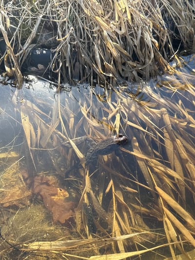 A frog is visible in a body of water containing reeds and debris. The body of water appears to be shallow. The location, Starosel'e, Russia, is not discernible from the image.