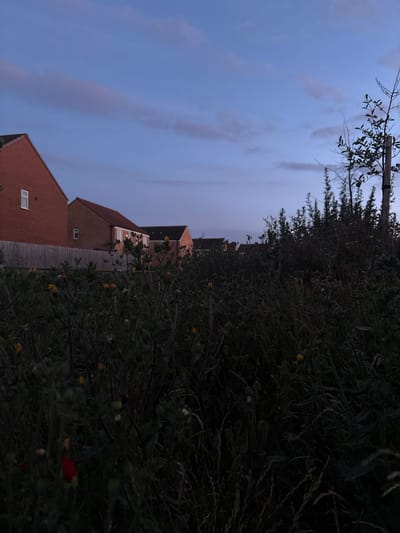 This image depicts an outdoor scene at dusk, likely in a residential area of Peterborough, United Kingdom. In the background, a row of brick-built houses with red roofs are visible. The houses have visible windows, and some appear to have lights on inside. A wooden fence runs along the front of the properties. In the foreground, a dense patch of overgrown vegetation, including grass, weeds, and some flowering plants, dominates the scene. Small yellow flowers and a few red flowers are scattered throughout the foliage. The sky above is a deep blue with faint, wispy clouds, indicating twilight. The overall impression is one of a natural, untamed area bordering a suburban neighborhood during the evening hours. There are no people or animals visible in the image.