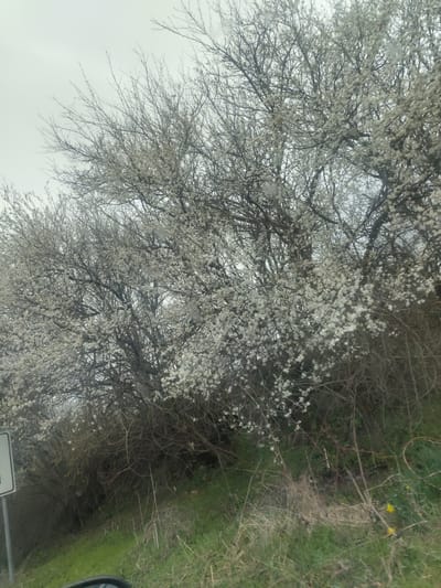 The image captures an outdoor scene in Bojevtsi, Bulgaria, on an overcast day. The foreground features a grassy embankment comprising patches of vibrant green and dry brown vegetation. Several small yellow flowers are present within the grass on the lower right. Ascending from this embankment are multiple deciduous trees, their branches densely covered in white blossoms, indicating a spring season. The intricate, dark network of the trees' bare branches is visible through the white flowers. A portion of a white rectangular sign is partially visible on the far left, lower quarter of the image. A dark, curved object, consistent with a vehicle's side mirror, is present in the bottom-left corner. The upper portion of the image is dominated by a light grey, cloudy sky. No individuals or animals are visible.