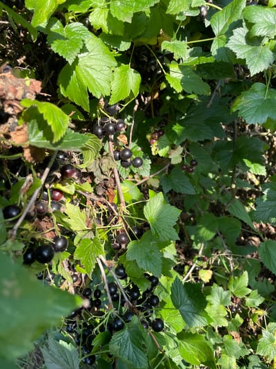 This image shows a close-up view of a blackcurrant bush with ripe berries and green leaves. The bush appears to be growing outdoors in a garden or natural setting. Sunlight filters through the leaves, creating shadows and highlights on the berries and foliage. Some of the berries are dark purple-black, while others are still green, indicating that the bush is in the process of ripening. The branches are thin and woody, and some dried leaves and twigs are visible among the foliage. The background is blurred, suggesting a shallow depth of field. The image does not depict any people or urban elements, and therefore its location within the city of Baldeyka, Russia, cannot be determined from the visual information provided.