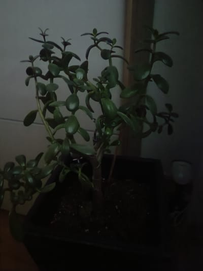 The image displays a jade plant in a dark pot. The plant has thick, fleshy, green leaves and appears to be indoors, with a plain background and dim lighting. The setting seems to be a room, possibly a home or office, with a wooden vertical element to the right of the plant. The lighting is low, suggesting it might be evening or a dimly lit corner. There is a faint glow from a light source on the far right, partially visible. No people or animals are present in the image. The overall mood is still and quiet, focusing solely on the plant. There is no visible text in the image.