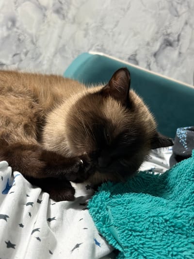 A Siamese cat sleeps nestled amongst a pile of soft fabrics. The cat has dark brown points on its face, ears, and paws, contrasting with its lighter tan body. Its eyes are closed, and one paw is resting near its face, possibly covering its mouth or nose. A teal, fuzzy blanket is draped over the cat, and a white fabric with a pattern of small, dark blue star-like shapes lies beneath it. To the left, a blue plastic bin is partially visible against a marble-patterned surface. The scene suggests a cozy indoor environment, likely a bed or sofa, given the soft textiles and the cat's relaxed posture. There is no visible text in the image, and the lighting indicates it was taken during the daytime, though it is difficult to determine the exact time or weather conditions. The overall mood is one of peaceful slumber and comfort.