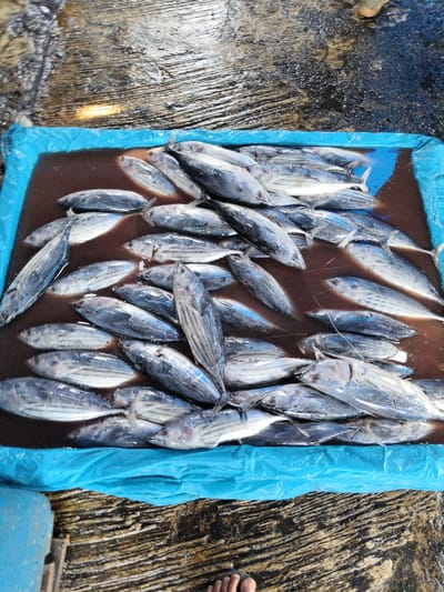 A blue plastic container filled with water holds many small, whole tuna fish. The fish, ranging in size, are silver with dark stripes and visible eyes. The water is murky and blood-tinged. The container sits on a damp, textured surface, possibly a boat deck. Part of a bare human foot is visible in the bottom right corner of the image.