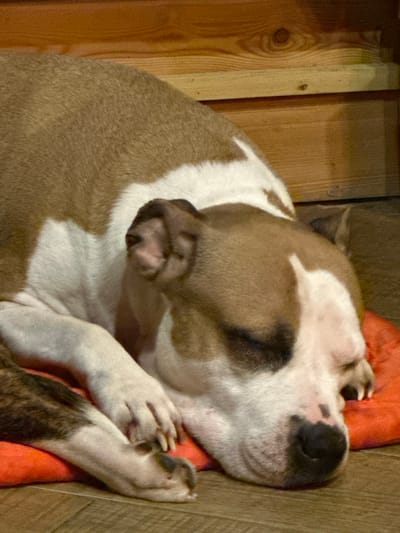 The image displays a tan and white dog, consistent with a bully breed type, sleeping in an indoor setting. The dog is lying on its left side, with its head resting on a reddish-orange, oval-shaped pet cushion. Its eyes are closed, indicating sleep, and its front paws are tucked beneath its body. The fur coloration consists of prominent tan-brown patches on its back, head, and left flank, contrasted with extensive white markings on its chest, legs, and face. A dark-pigmented snout shows some lighter pink mottling. The dog is situated on a light brown wooden plank floor, exhibiting visible grain patterns. In the background, a wall constructed of horizontal light brown wooden planks with distinct wood grain and knots is visible. This scene occurs in Базарово, Russia.