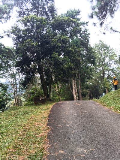 A winding asphalt road cuts through a grassy hillside lined with trees. Various types of foliage are present, including broad-leafed trees and tall, slender pines. A person in a yellow jacket stands on the right side of the road on a grassy knoll. A concrete or stone structure with the word "Bakso" written on it sits next to the road on the left. Pine needles scatter the road's surface. The sky is overcast, and the scene is serene and natural.
