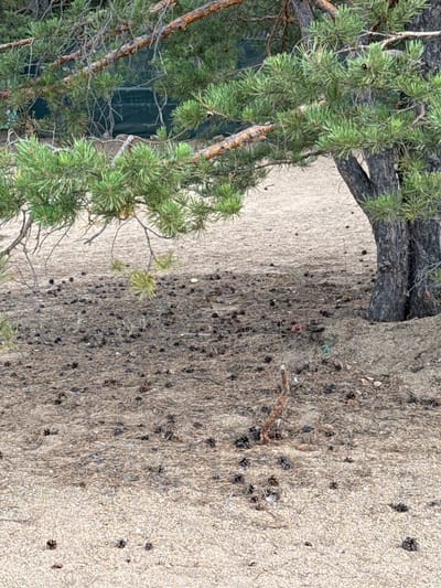 The image shows a close-up, slightly angled view of pine needles and branches in the foreground, with a sandy area scattered with pinecones in the background. The pine branches are a vibrant green, with rough, brown bark visible on the trunks and larger branches. The sand is light beige and appears somewhat dry, with a dense scattering of small, dark pinecones covering a significant portion of it. The transition between the pine needles and the sandy ground is abrupt. In the far background, behind the pine branches, a dark, possibly metallic or wooden structure is visible, suggesting an artificial element within the natural scene. The lighting suggests it is daytime, with no specific indications of weather conditions beyond the natural environment depicted. The overall impression is a natural, outdoor setting, possibly a forest edge or a park area. No people, text, or specific time of day or emotions are discernible from the image. The location context provided is Aiyrtau, Kazakhstan.