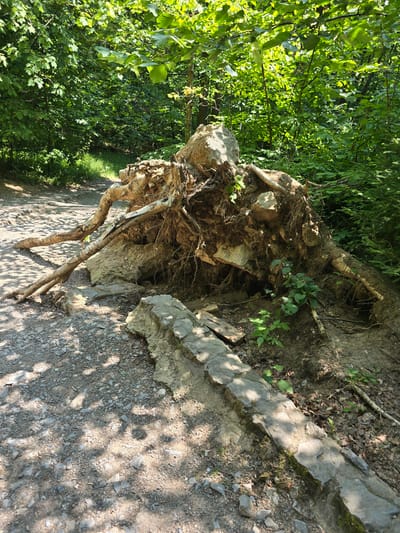 The image shows a large, uprooted tree with exposed roots and soil on a path in a forest. The tree appears to have fallen recently, with dirt and rocks still clinging to its roots. The path is made of gravel and dirt, and there is dense green foliage surrounding the area. The scene is set in the city of Vilémovice, Czechia. No people are present.