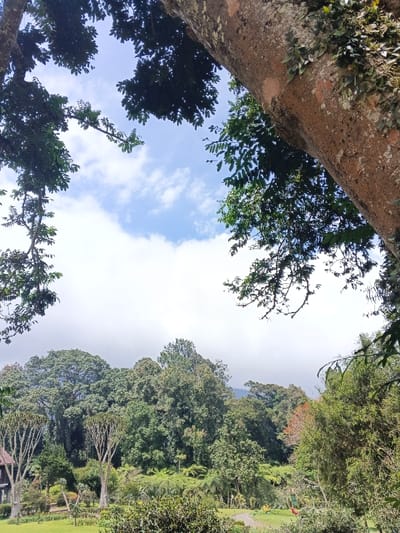 A serene vista unfolds with a frame of lush trees and a peek of sky adorned with scattered clouds. The foreground reveals a verdant landscape with manicured lawns, a winding path, and a variety of trees, including unique aloe-like specimens. A dense forest, possibly hills or mountains, looms in the background beneath a cloudy sky. The trees create a natural border, accentuating the tranquil and immersive quality of the outdoor setting.