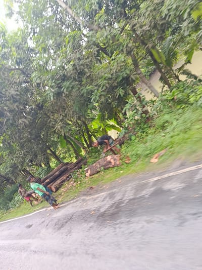 In Bagerhat, Bangladesh, several men are engaged in logging activities next to a paved road, surrounded by lush greenery and tall trees. One man, wearing a dark shirt and shorts, is using an axe to chop a large log on the ground. Another man, in a light green shirt and checkered lungi, is lifting a heavy log, with another individual, in red shorts, assisting him. A pile of felled logs is visible further down the road, indicating ongoing work. The scene appears to be a rural or semi-rural area, characterized by natural vegetation and manual labor.