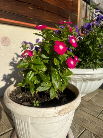 The image shows a close-up of a potted pink flower with vibrant green leaves, set against a blurred background of purple flowers in another pot. The pots are placed on a wooden deck, with a wooden wall and a light-colored textured wall visible behind them. The scene appears to be outdoors, possibly in a garden or on a patio, with sunlight casting shadows on the wall. The pot in the foreground is white and textured, with soil visible inside. The overall impression is one of a sunny day and a thriving plant. The specific location in Maksimovshchina, Russia is not visually identifiable from the image itself.