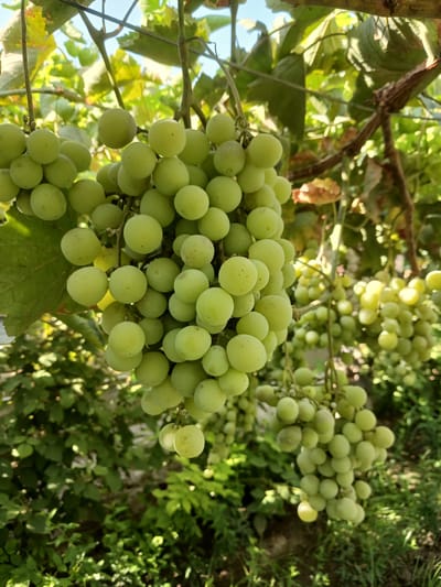This is a close-up, eye-level, outdoor photograph of several bunches of green grapes hanging from a vine in what appears to be a garden or vineyard setting. The grapes are plump and round, with some showing a slight translucence due to the sunlight filtering through them. The vine has large green leaves, some of which are tinged with yellow, suggesting the possibility of an autumn harvest. The background is a blur of green foliage, with hints of other grape bunches and some dry earth visible. The overall impression is one of natural abundance and the ripeness of the fruit. The photograph is taken during the daytime, with bright sunlight casting shadows and highlighting the textures of the grapes and leaves. There are no people or man-made structures immediately visible in the frame. The location is stated to be Urabashi, Uzbekistan.