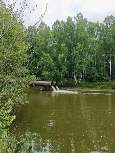 The image depicts a serene natural scene in Detskii Dom (Bashenino), Russia. A body of murky green water dominates the foreground, with a dense forest of birch and other trees forming the background. The trees are lush and vibrant green, suggesting a springtime or summer setting. In the middle ground, a large rusty pipe extends from the left bank, submerged partially in the water, and empties into the river. Yellowish liquid is being discharged from the pipe, creating a foamy wake on the water's surface. The sky is overcast, contributing to the muted lighting of the scene. On the left bank, a cluster of green foliage and thin branches overhangs the water, adding to the natural beauty of the location. The overall impression is one of natural tranquility, though the industrial pipe introduces a contrasting element of human activity.