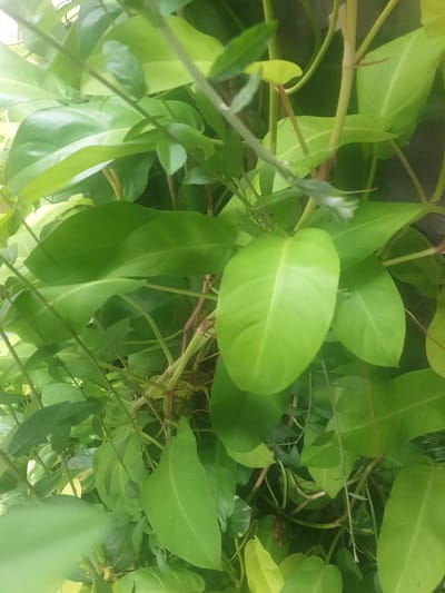 The image is a close-up, vertical shot of lush green foliage, primarily leaves and stems of a climbing plant, likely Philodendron. The leaves are heart-shaped and ovate, with a glossy finish and varying shades of green, from bright lime to a deeper emerald. Thin, wiry stems intertwine with the leaves, some appearing woody and brown, suggesting maturity. The lighting suggests an outdoor setting, possibly with dappled sunlight filtering through the leaves. There are no people or animals visible in the image. The background is indistinct, showing more greenery and hints of a darker, possibly textured surface like a wall or fence. The scene is one of natural growth and dense vegetation. There is no information in the image to determine the location within Proyonangg, Indonesia.