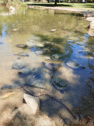 The image depicts a shallow, murky body of water, likely a pond or slow-moving creek, populated by numerous turtles of varying sizes. The water's bottom is visible in many areas, revealing a substrate of sand and small stones, interspersed with larger rocks. Sunlight filters through the water, creating dappled patterns on the bottom and illuminating the turtles.
Several turtles are positioned on the sandy bottom, while others are partially submerged or swimming. Some turtles are clustered together, suggesting a social gathering or a common basking area. The water's surface is disturbed in places by ripples, indicating movement. The background shows a natural environment with tall grasses, trees, and a sandy bank, suggesting an outdoor, possibly park-like setting.
There are no people visible in the image. The focus is entirely on the turtles and their aquatic environment. The scene is calm and natural, capturing a moment of animal activity in a serene setting. The location in the city of General Todorov, Bulgaria, is not visually evident from the image itself.