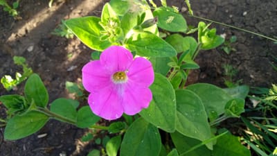 The image shows a close-up view of a single pink petunia flower in bloom, centered in the frame. The flower has five petals and a yellow-green center with visible veins. It is surrounded by lush green leaves, some of which are unfurling or in bud. The plant appears to be growing in dark, dry soil with some patches of dry leaves and small weeds. The lighting suggests it is either early morning or late afternoon, with sunlight casting shadows and highlighting the textures of the leaves and soil. The background is blurred, indicating a shallow depth of field, and consists of more soil and some dry grass. There are no people or animals present in the image. The overall scene depicts a garden or natural setting.