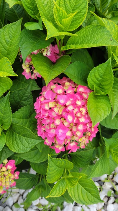 A close-up, overhead shot of a vibrant pink hydrangea bloom is centered in the frame, surrounded by lush green leaves. The hydrangea flower head is a dense cluster of individual florets, predominantly bright pink with hints of yellow and white at their centers. The leaves are large, ovate, and possess a slightly serrated edge, with prominent veins creating a textured surface. Some leaves have a subtle yellowing at the tips, suggesting a transition in color or light exposure.

Below the foliage, a scattering of white, irregularly shaped pebbles or stones forms the ground cover. The lighting appears to be natural daylight, casting soft shadows and highlighting the textures of the petals and leaves. The overall impression is one of natural beauty and organic growth. There are no people or discernible actions occurring in the scene. The setting is likely a garden or outdoor planted area. Based on the provided crops, the image appears to have been taken in Les Cèdres, Canada, likely in a residential or public garden.