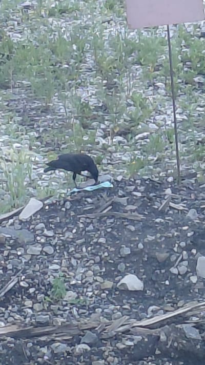 The image depicts a black bird, possibly a crow or raven, on the ground amidst small stones and sparse green vegetation. The bird is facing left and appears to be interacting with a piece of light blue plastic debris, possibly a wrapper or a fragment of a larger item. The background consists of more stones and some dried grass or twigs. To the left of the bird, a portion of a light brown, flat object, possibly a piece of cardboard or wood, is visible. The scene appears to be outdoors, under natural light, suggesting daytime. The overall setting is somewhat unkempt, with scattered debris, indicative of a natural area or an unmaintained outdoor space. No text is visible in the image. The image is blurry and lacks clear detail of the bird's features or the specific type of plastic. The location context provided is Krasnobrodsky, Russia, which could suggest a rural or natural environment.