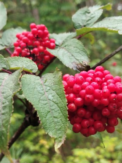 The image shows a close-up view of a plant with clusters of bright red berries and green leaves. The berries are small and round, appearing to be on stems, forming dense bunches. Some of the berries have small droplets on their surfaces, suggesting recent rain or dew. The leaves are serrated along the edges and have a somewhat textured appearance. The background is softly blurred, indicating a natural outdoor setting with greenery and hints of other foliage, possibly in a forest or garden environment. There are no people or man-made structures visible in the image. The overall impression is one of natural beauty and detail within the plant's growth. The location of Грабаўскі сельскі Савет, Belarus, is not visually represented in this image.