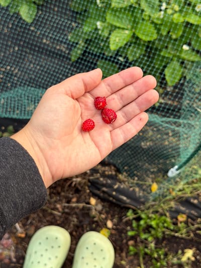 A person's hand is holding three small wild strawberries. The hand is cupped and facing upwards, with the strawberries resting in the palm. The strawberries are red and have visible seeds. In the background, there is a green net and foliage. The ground below is covered in dark soil with some scattered leaves and green plants. The person is wearing a dark grey long-sleeved shirt and light green boots. The overall scene appears to be outdoors, possibly in a garden or rural area. No specific location in the city of Чайковская, Russia, can be identified from the visual information provided.