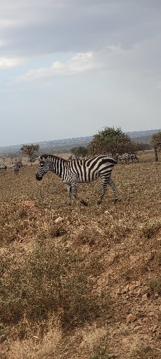 The image captures a single zebra (Equus quagga) walking from right to left across a dry savanna landscape. The zebra, centrally positioned, exhibits distinct black and white stripes, with its left front and right rear legs lifted in motion. In the middle-ground and background, multiple other zebras are visible in smaller groups, scattered across the arid plains. The terrain is characterized by reddish-brown earth, sparse dry grasses, and low-lying scrub vegetation. Scattered acacia-type trees and bushes with light green foliage are present in the mid-distance. Distant, hazy hills form the horizon line. The sky above is partially overcast with grey and white clouds. The scene is located in the city of Thorn Tree Tented Camp, Tanzania.
