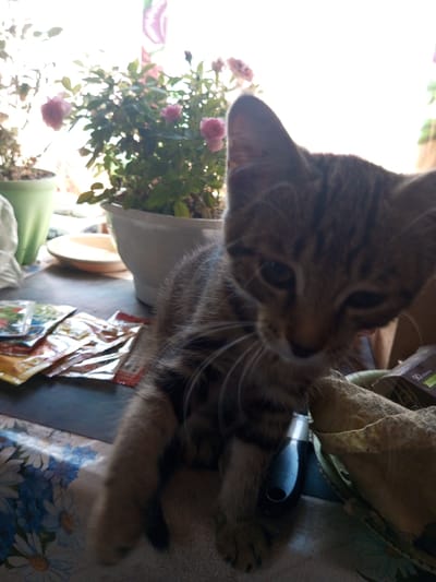 The image depicts a tabby kitten on a table covered with a floral-patterned tablecloth. The kitten is in the foreground, with its head tilted and one eye partially closed. To the left of the kitten, there are several small packets, possibly of food or spices, scattered on the table. Behind the kitten, a potted rose bush with pink flowers is visible, placed near a window with bright light coming through. A light green pot and a white pot are also present. The overall setting suggests an indoor environment, likely a home, and the presence of the rose bush and kitten indicates a domestic scene. The lighting suggests it is daytime, with natural light filtering in from a window. There are no people visible in the image. This scene is located in Zavyalovo, Russia.
