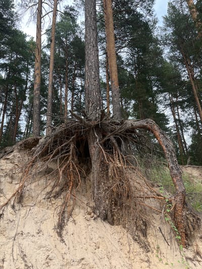 The image shows the exposed root system of several pine trees growing on a sandy embankment in a forest. The trees are tall and slender, with rough, dark bark. Their roots are thick and gnarled, spread out across the sandy slope, with some roots exposed and dangling in the air. The sand is light-colored and loose, showing signs of erosion. The background is filled with more pine trees, their dark green needles creating a dense canopy against a cloudy sky. There are no people or animals visible in the image. The environment appears to be a natural forest setting, likely in a region with sandy soil, possibly near a body of water given the exposed roots suggesting a change in the embankment. The location is specified as Yuzhnyy, Russia.