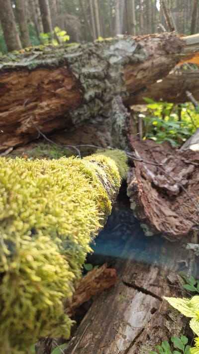 The image depicts a close-up view of fallen trees in a forest setting. In the foreground, a moss-covered branch is prominently featured, its vibrant green texture sharply contrasted against the weathered brown bark of other fallen logs. The background shows a dense forest with tall trees, suggesting a natural, undisturbed environment. The lighting indicates it is daytime, with sunlight filtering through the canopy, creating dappled illumination and lens flare. There are no people or animals visible in the image. The scene is located in a forest, likely within the Gauja National Park, given Sigulda's geographical context in Latvia, known for its ancient forests and natural landscapes.