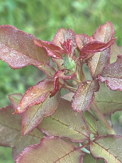 This image is a close-up, eye-level, vertical shot of a young rose bud and its developing leaves. The leaves are a reddish-brown color with hints of green, and are covered in small water droplets, suggesting dew or recent rain. The edges of the leaves are serrated and tinged with a darker red. The rose bud at the center of the image is still closed and has a light green appearance. The background is a soft, out-of-focus green, indicating foliage. The image appears to have been taken outdoors. There is no indication of the city of Zvenyhorodka, Ukraine in the image itself.