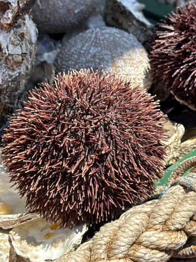 The image displays a close-up, high-angle view of marine elements, suggesting a coastal setting in Dražin Vrt, Montenegro. A prominent, round, reddish-brown sea urchin occupies the center-left, densely covered with numerous sharp, elongated spines that feature lighter, almost white tips. To its immediate right, another sea urchin of similar appearance is partially visible. In the background, blurred, textured, grayish-white objects with subtle patterns, possibly other sea urchins or marine rocks, recede into the distance. Below the central sea urchin and to the left, several empty, light-colored bivalve shells, likely oysters or clams, are arranged. The bottom right quadrant is dominated by a thick, beige, braided rope, showing signs of wear and individual fiber strands. Adjacent to this rope, a smaller, green and blue woven rope is partially visible. The scene is illuminated by what appears to be natural light, creating some highlights and shadows, particularly on the sea urchin spines and rope textures. No individuals, human actions, or direct interactions are present.
