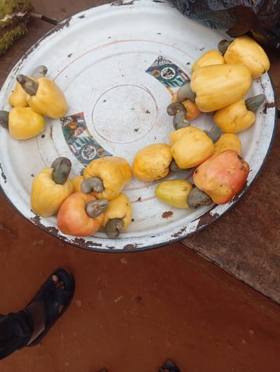 The scene is located in Okpatu-Ukehe, Nigeria. A worn, round white enamel tray, chipped and exhibiting rust, is centrally positioned. It contains approximately 30-35 cashew apples, predominantly yellow, with some displaying a reddish-orange tint. Each cashew apple has a greyish-green cashew nut attached at its base. Faded decorative stickers depicting human figures are visible on the tray's surface. The tray is situated partially on a dark brown wooden surface to the right and above reddish-brown bare earth. A person's left foot, clad in a dark sandal, is visible on the earth in the lower-left quadrant. A blurred green object is partially visible in the upper-left, and a dark plastic bag rests on the upper-right edge of the tray.