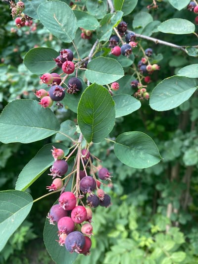 This is a close-up, vertical, eye-level shot of a branch laden with ripening serviceberries. The berries are in various stages of development, with some showing a reddish hue and others a deep purple or almost black color. They are clustered together, with small, star-shaped remnants of the flower visible at the base of each berry. The branch itself is thin and woody, with a few small leaves visible. The background is a blur of green foliage, suggesting an outdoor setting in a natural environment. The image is sharp and well-lit, with the focus on the berries and the immediate branch. There are no people or animals present. The scene appears to be in the city of Novaya Usman, Russia, likely in a park or garden given the presence of fruit-bearing plants.