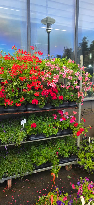 The image shows a retail display of potted flowering plants, predominantly red and pink geraniums, arranged on tiered metal shelves outside what appears to be a garden center or flower shop. The plants are in black plastic pots. In the background, a large window reflects the sky, clouds, and a street lamp. Some scattered flower petals are visible on the wet asphalt ground in the foreground. The location is specified as Русская Деревня-2 Кп, Russia. There are no people visible in the image. The overall scene depicts a commercial outdoor plant sales area.