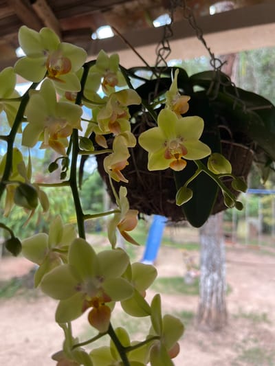 The image displays a detailed view of light yellow-green orchids, some in bloom with pink and orange centers, and others as buds, hanging from a suspended plant. The orchids originate from a brown, fibrous hanging basket secured by dark metal chains, partially visible in the upper right quadrant. Green foliage, likely belonging to the orchid plant, is visible around the basket. Above the basket, a light-colored wooden beam structure indicates a covered outdoor area, such as a porch or patio, in the city of Girón, Colombia. The background is blurred, revealing an outdoor residential environment with natural daylight illumination. Visible elements in the background include a blue plastic slide on the left, a tall, light-barked tree trunk on the right, and indistinct green vegetation. No individuals are present in the scene.
