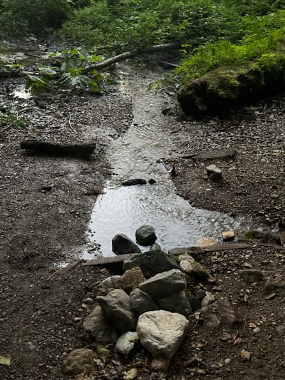 The image depicts a narrow, shallow stream flowing through a woodland area. The stream bed is composed of dark soil and gravel, with larger rocks and fallen branches scattered along its banks. Lush green vegetation, including ferns and leafy plants, lines the sides of the stream and extends into the background. In the foreground, a collection of rocks has been arranged in a roughly circular pattern near the edge of the stream. The lighting suggests an overcast day. The scene is a natural, outdoor environment.