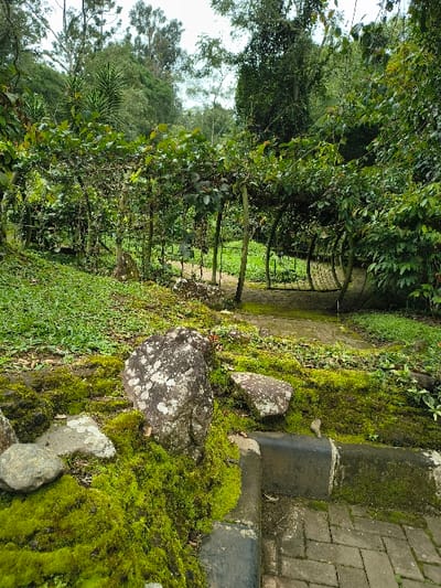 A stone path leads between trees and greenery. Moss covers rocks beside stone steps. A gate-like structure spans the path further down, leading to an area of brighter light. Lush trees and foliage surround the scene. The path is made of light-colored brick.