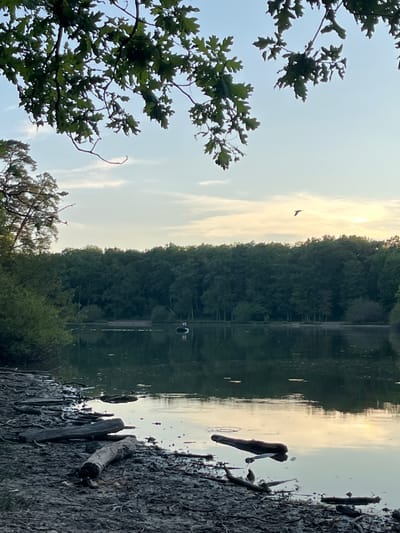 This is a vertical, medium-shot, outdoor photograph taken at dusk on a lake in Sonchamp, France. The foreground features a muddy bank covered in driftwood. The lake itself occupies the middle ground, reflecting the sky and trees on its surface. In the distance, a dense line of dark green trees forms the far bank of the lake. A single bird is captured in flight against the pale, hazy sky. On the lake, a small white boat with a person in it is visible. The overall atmosphere is serene and natural.