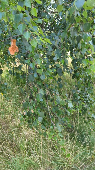 The image is a close-up shot of a birch tree's branches laden with green leaves. One distinct, shriveled, orange-brown leaf hangs down on a branch towards the left side of the frame. The branches are set against a background of tall, dry, and green grass. The scene appears to be outdoors, likely in a natural or semi-natural environment within Larkollen, Norway. No people or animals are visible. The lighting suggests it is daytime.