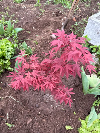 This is an overhead shot of a small garden or planting area. The central and most prominent subject is a vibrant Japanese maple tree, distinguished by its dense cluster of small, deep red, palmate leaves. The tree is planted in dark brown, tilled soil that covers most of the ground.
Surrounding the Japanese maple, various other green plants are visible. In the bottom left, and partially in the upper right, there are patches of bright green, ruffled leaves, likely lettuce or other leafy greens. Broader, smooth green leaves, possibly from tulips or similar plants, appear in the upper right and near the middle left, some showing slight imperfections. Scattered weeds and individual blades of grass are also interspersed throughout the soil.
In the upper left corner, a portion of a light gray, textured stone or concrete block is visible. A weathered wooden stake or handle extends into the frame from the left side, resting on the soil. The scene is illuminated by natural daylight, indicating it is daytime. No specific activity is taking place, and no text is visible in the image. The location is a garden in Boboshevo, Bulgaria.
