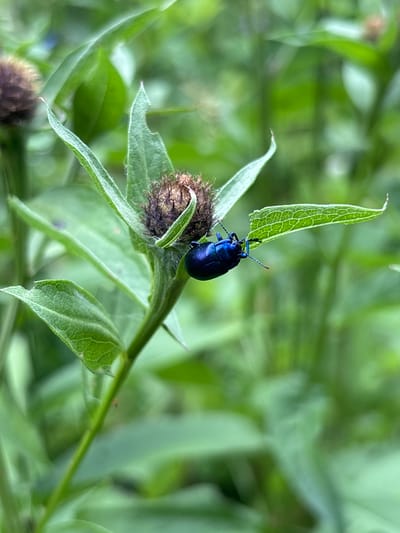 A close-up, macro shot captures a metallic blue beetle perched on a green plant stem, with a dried flower bud beneath it. The beetle is positioned on a narrow green leaf that appears to have been partially eaten. The background is softly blurred with various shades of green, suggesting a natural, outdoor setting likely in a field or garden. The focus is sharp on the beetle and the immediate plant it's on, highlighting the iridescent blue sheen of its carapace and its delicate antennae.
The scene appears to be set during the daytime, as indicated by the bright lighting and the clear visibility of the subject. There are no visible text elements in the image. The overall mood is one of quiet observation of nature, emphasizing the intricate details of the insect and its environment. The location context of Tatariv, Ukraine, suggests a rural or mountainous landscape, which aligns with the natural elements present in the photograph. The plant appears to be a type of thistle or a similar wildflower, common in meadows and open areas.