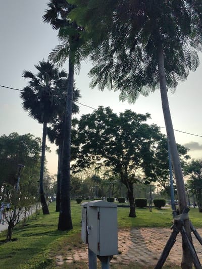 The image captures an outdoor park scene within Thuận Hóa Ward, Vietnam, under a bright, somewhat diffused sky. In the foreground, a light grey utility box with a front-facing latch and hinge is mounted on a dark pole, positioned slightly right of center. The ground immediately around it comprises reddish-brown pavers and green grass. To the far right, the base of a large tree trunk is stabilized by dark wooden braces. The midground and background feature numerous tall trees, including several dark-silhouetted palm trees with distinctive fan-shaped fronds and other deciduous trees with dense green foliage. A paved pathway, likely for pedestrian traffic, curves from the left midground into the distance, bordered by mown grass and regularly spaced, trimmed green bushes. Multiple dark-poled streetlights with disk-shaped fixtures are scattered throughout the park. Dark utility lines run horizontally across the upper mid-section of the frame. A single, indistinct human figure is faintly visible walking on the pathway in the distant left. The lighting suggests either early morning or late afternoon.