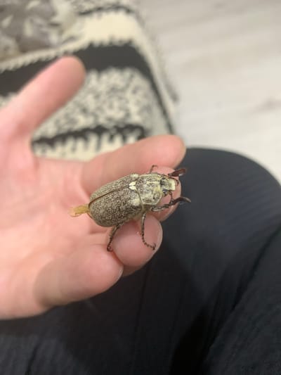 The media file is a close-up, eye-level photograph of a person's hand holding a light-colored beetle. The beetle has a patterned carapace and is positioned diagonally across the palm. The hand is lightly tanned, and the person's thumb and fingers are visible, gently cupping the insect. The background is blurred, with a dark, textured fabric, possibly clothing, on the right and a patterned surface, possibly a blanket or upholstery, on the left. The lighting is soft, suggesting an indoor setting. No specific time of day, weather, or location cues are evident beyond the provided location context of Surakhany Raion, Azerbaijan. The overall mood is neutral, focusing on the interaction between the person and the beetle. There is no visible text in the image.