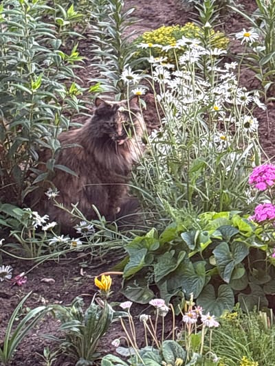 A long-haired tortoiseshell cat sits amongst daisies and other green foliage in a garden. The cat is mostly brown and black with patches of orange and yellow. Its mouth is slightly open, and its tongue is visible. The cat is positioned in the center-left of the frame, with its body angled towards the right. The surrounding environment is a garden bed with a variety of plants, including tall green stalks, white daisies with yellow centers, and some pink flowers on the right side of the image. The ground appears to be dark soil. The overall scene suggests a natural outdoor setting. The image is taken at the city of Dolce Vita KP, Russia.