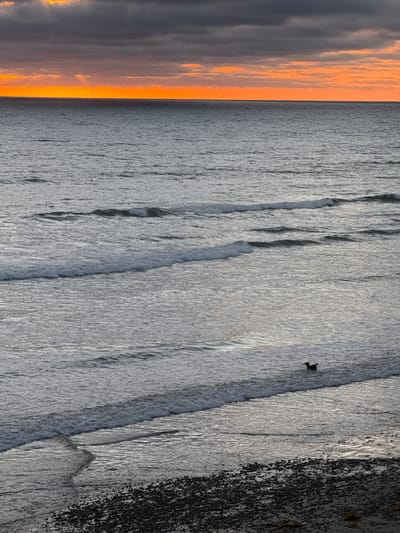 The image depicts a serene seascape at dusk, likely captured in Encinitas, California, United States of America. The sky is a dramatic canvas of dark, brooding clouds interspersed with vibrant streaks of orange and yellow from the setting sun, which casts a warm glow on the horizon. The ocean is a deep, grayish-blue, with gentle waves rolling towards the shore. In the mid-ground, a solitary dog is seen playing in the shallow surf, its dark silhouette contrasting with the lighter foam of the waves. The foreground reveals a rocky beach, covered in dark, smooth stones, with some dried seaweed visible. The overall impression is one of peaceful solitude and the raw beauty of nature at the end of the day.