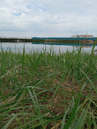 The image depicts a waterside scene with lush green grass in the foreground. Beyond the grass, a body of water reflects the sky and structures on the opposite bank. These structures appear to be buildings, possibly part of an industrial or commercial complex, with a fence or barrier running along the water's edge. A bridge, with people walking on it, is also visible further down the bank. The sky is overcast with scattered clouds. The image appears to be taken in Sol-Iletsk, Russia, though no specific landmarks definitively identify the location. The scene is calm and suggests an outdoor recreational or natural area within or near the city.