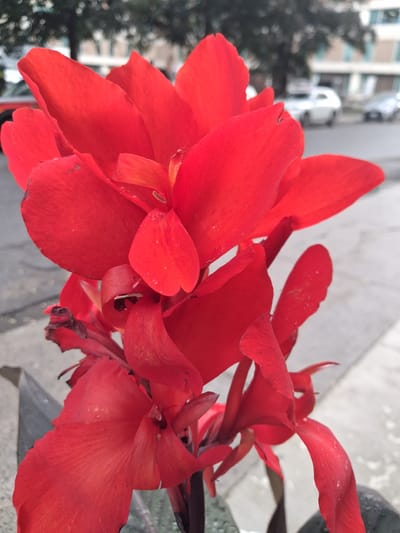 This media file shows a close-up of vibrant red Canna lily flowers. The petals are broad and layered, with a slightly waxy texture, and some appear to have small water droplets on them, suggesting recent rain or watering. The focus is on the flowers, obscuring most of the background.
In the blurred background, hints of an urban setting are visible. A building with light-colored walls and windows can be seen to the left, along with dark green foliage from trees. The ground appears to be paved, possibly a sidewalk or patio. The lighting suggests it could be daytime, with diffused light that isn't harsh, perhaps indicating overcast weather or a shaded area. There is no text visible in the image. The overall impression is a detailed capture of the natural beauty of the flowers against a soft, out-of-focus backdrop.