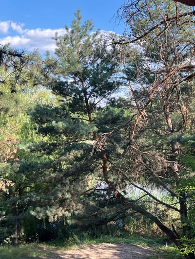 This is a vertical, medium shot of a sunlit forest path in Shyroke, Ukraine. The path is composed of light brown dirt with some scattered stones. It winds from the bottom right of the frame towards the center left. The path is bordered by green grass and vegetation. In the background, there are numerous pine trees and other foliage. The sky above is blue with scattered white clouds. The overall impression is a serene and natural outdoor setting.