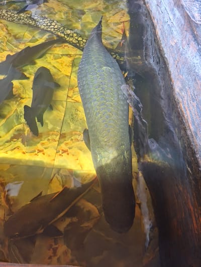 The image depicts an aquarium containing several fish species. The largest fish, an Arowana, is positioned prominently in the center of the frame. Smaller fish are visible beneath it. The aquarium's backdrop features a yellow and orange stone-like texture. An artificial rock or structure overhangs the tank from above. The aquarium may be located in Blang Lilue, Indonesia.